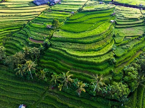 Landscape view of Jatiluwih Rice Terraces in Penebel District, Tabanan Regency, Bali, Indonesia. UNESCO's world's cultural heritage site