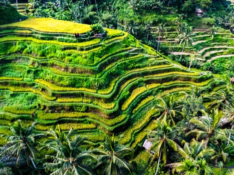 Tegallalang rice terrace in the Gianyar Regency, Bali, Indonesia