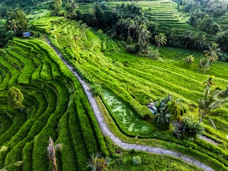 Landscape view of Jatiluwih Rice Terraces in Penebel District, Tabanan Regency, Bali, Indonesia. UNESCO's world's cultural heritage site