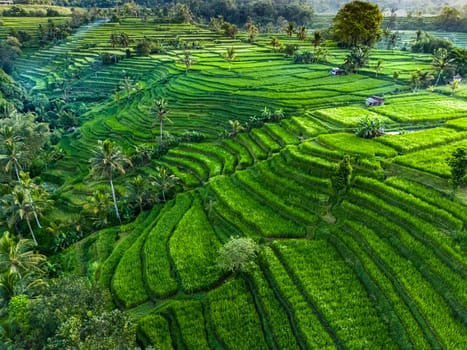 Landscape view of Jatiluwih Rice Terraces in Penebel District, Tabanan Regency, Bali, Indonesia. UNESCO's world's cultural heritage site