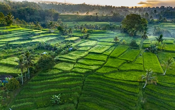 Landscape view of Jatiluwih Rice Terraces in Penebel District, Tabanan Regency, Bali, Indonesia. UNESCO's world's cultural heritage site