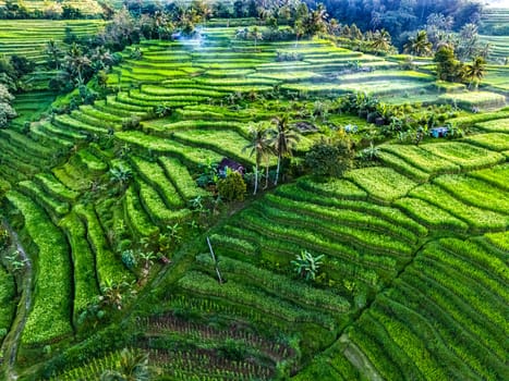 Landscape view of Jatiluwih Rice Terraces in Penebel District, Tabanan Regency, Bali, Indonesia. UNESCO's world's cultural heritage site