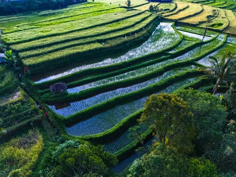 Landscape view of Jatiluwih Rice Terraces in Penebel District, Tabanan Regency, Bali, Indonesia. UNESCO's world's cultural heritage site