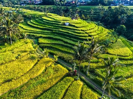 Landscape view of Jatiluwih Rice Terraces in Penebel District, Tabanan Regency, Bali, Indonesia. UNESCO's world's cultural heritage site