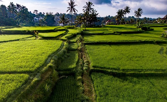 Landscape view of rice fields in Payangan district, Gianyar Regency, Bali, Indonesia