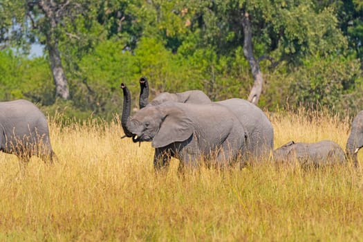 Elephants Sniffing the Air With Their Trunks in the Okavango Delta in Botswana