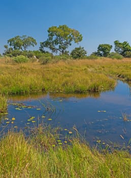 Small Pond ina Savanna Wetland in the Okavango Delta in Botswana