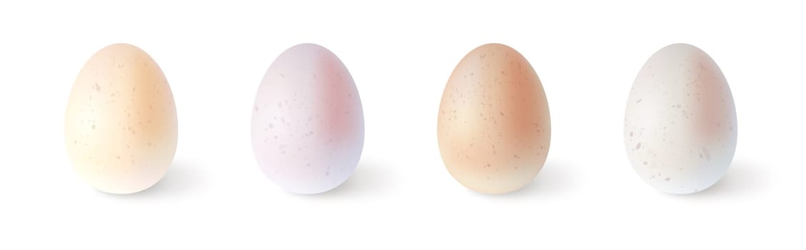 Set of realistic chicken eggs. Vector illustration isolated on white
