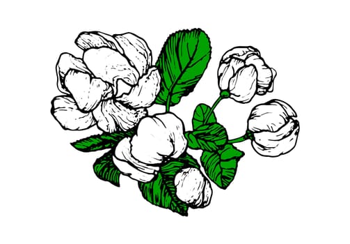 Spring flowers drawing with line-art on white