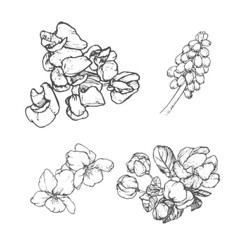 Spring flowers drawing with line-art on white