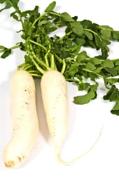 Oblong white radish with green leaves on a white background