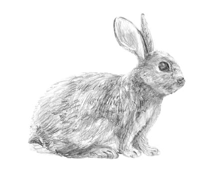 Hand Drawn Sketch Rabbit for Your Design. Ink bunny