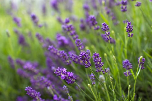 lavender flowers in a garden - soft focus
