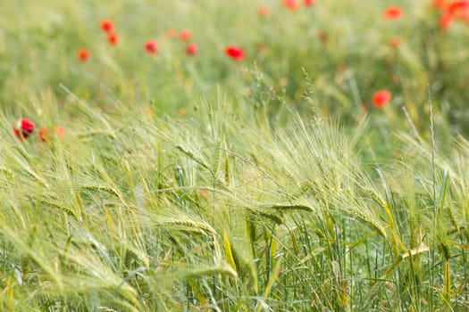 in the barley field - wild poppy flowers - soft focus