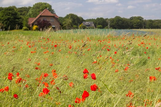 wild poppy flowers - german countryside landscape, Lower Rhine Region
