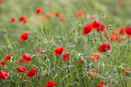 wild poppy flowers - soft focus