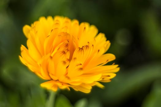 calendula flower in a garden - soft focus