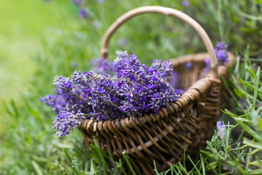 basket with lavender flowers - soft focus