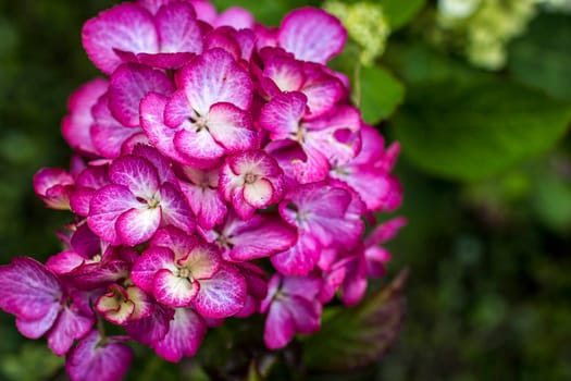 Macro image, pink hydrangea in the garden