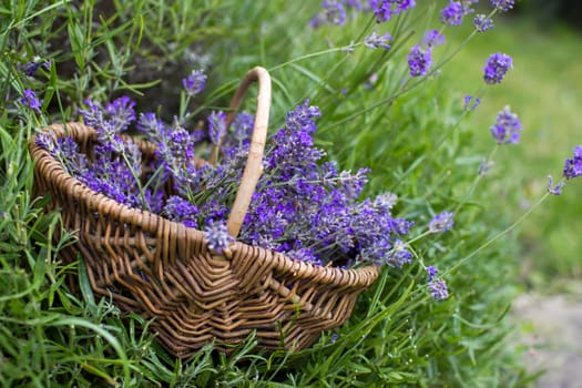 basket with lavender flowers - soft focus