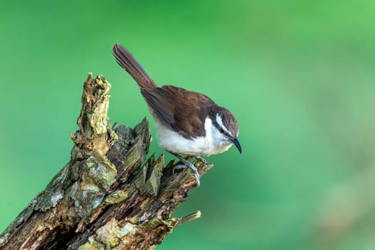 Bicolored wren (Campylorhynchus griseus), species of bird in the family Troglodytidae. Rionegro, Santander Department. Wildlife and birdwatching in Colombia.