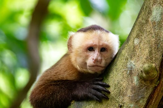 Varied white-fronted capuchin (Cebus versicolor), species of gracile capuchin monkey. Tayrona National Park, Magdalena department. Colombia wildlife.