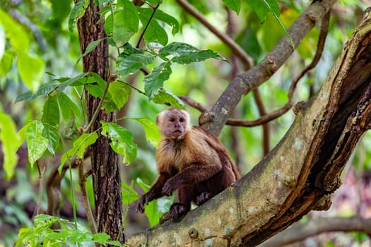 Varied white-fronted capuchin (Cebus versicolor), species of gracile capuchin monkey. Tayrona National Park, Magdalena department. Colombia wildlife.