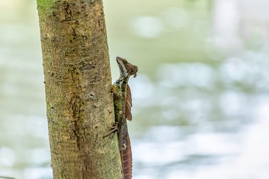 Brown basilisk (Basiliscus vittatus), striped basilisk or common basilisk, species of lizard in the family Corytophanidae. Tayrona National Park, Magdalena department. Colombia wildlife.