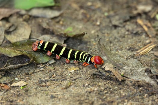 Caterpillar of Tetrio Sphinx Moth, Pseudosphinx is a monotypic moth genus in the family Sphingidae. Tayrona National Park, Magdalena department. Colombia wildlife.