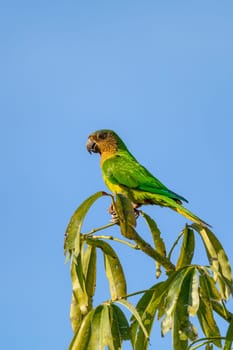 Brown-throated parakeet (Eupsittula pertinax), also known as the St. Thomas conure or brown-throated conure in aviculture. Bolivar department. Wildlife and birdwatching in Colombia.
