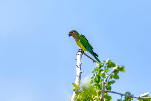 Brown-throated parakeet (Eupsittula pertinax), also known as the St. Thomas conure or brown-throated conure in aviculture. La Guajira department. Wildlife and birdwatching in Colombia.
