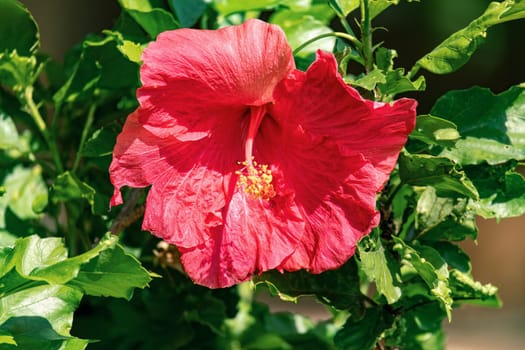 Very pretty red Hibiscus flower (Hibiscus fragilis) in green background. El Camino Real trail in Barichara. Andes mountains, Colombia.