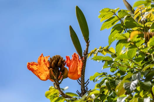 Spathodea, genus in the plant family Bignoniaceae. Spathodea campanulata, commonly known as the African tulip tree. Barichara Colombia