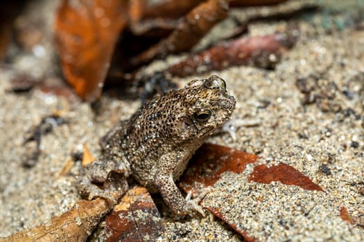 Rhinella humboldti, Riveros toad, species of toad in the family Bufonidae. Tayrona National Park, Magdalena department. Colombia wildlife.