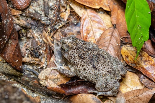 Rhinella humboldti, Riveros toad, species of toad in the family Bufonidae. Tayrona National Park, Magdalena department. Colombia wildlife.