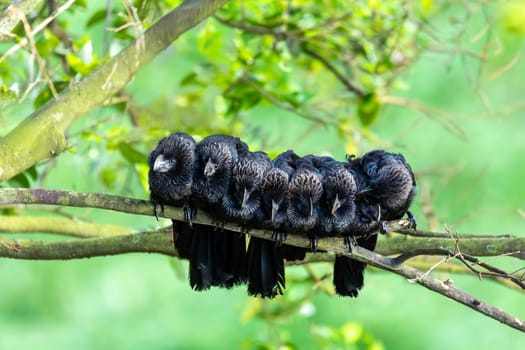 Group of Groove-billed ani (Crotophaga sulcirostris). Tropical bird in the cuckoo family with long tail and a large, curved beak. Rionegro, Santander department. Wildlife and birdwatching in Colombia