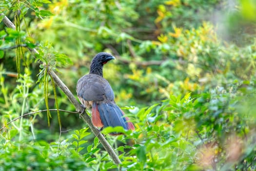Colombian chachalaca (Ortalis columbiana), species of bird in the family Cracidae. Endemic to inter-Andean valleys in Colombia. Barichara, Santander department. Wildlife and birdwatching.