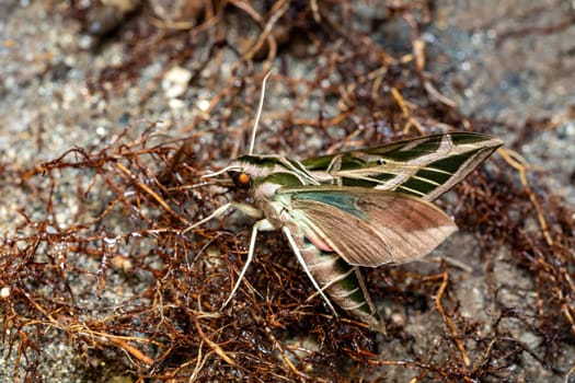 Eumorpha vitis, known as the vine sphinx, beautiful moth of the family Sphingidae. Tayrona National Park, Magdalena department. Colombia wildlife.