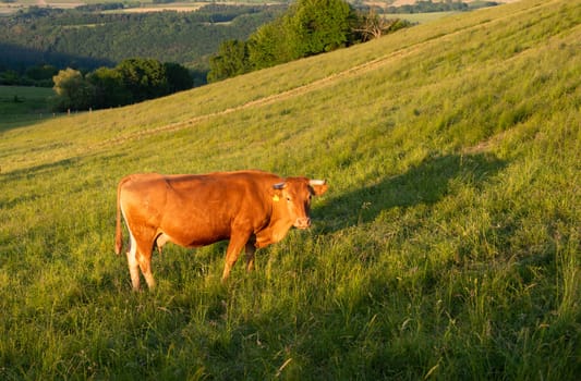 Cows grazing on pasture in Germany, species appropriate animal husbandry, farmland meadow