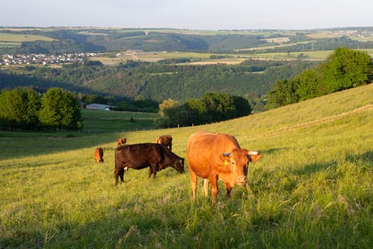 Cows grazing on pasture in Germany, species appropriate animal husbandry, farmland meadow