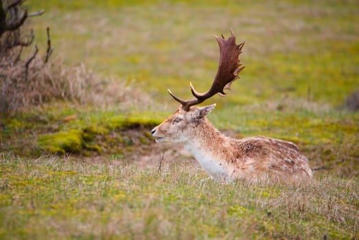Red deer stag with antlers in spring, forest of Amsterdamse Waterleidingduinen in the Netherlands, wildlife in the woodland