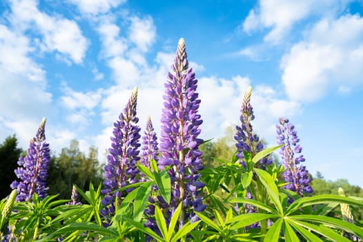 Wild lupins on a meadow in Germany, purple colored flowers in summer, lupine field blooming