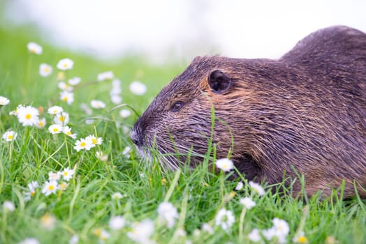 Nutria river rat, coypu herbivorous, semiaquatic rodent member of the family Myocastoridae on the meadow, baby animals, habitant wetlands