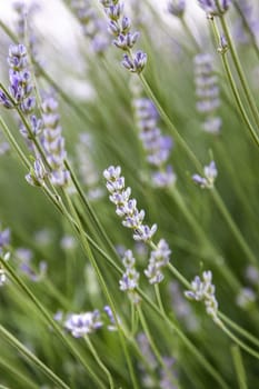 Detail of aromatic flowers in nature, perfume