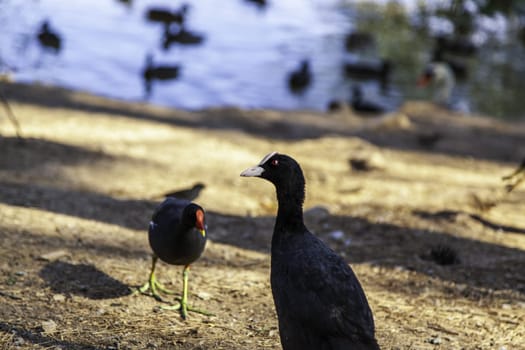 Wild duck in nature, wildlife, life and freedom
