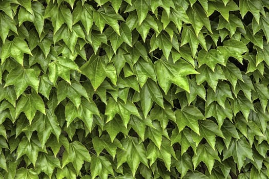 Detail of wild vegetation, decoration with plants, natural