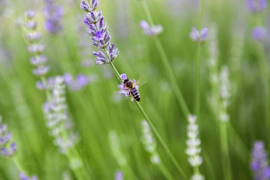Detail of bee pollinating lavender flowers in nature