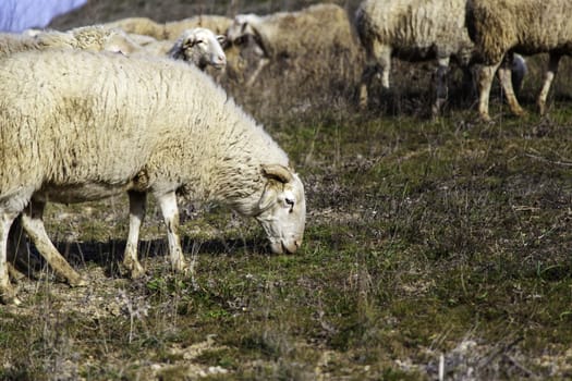 Detail of group of sheep in a flock on a farm