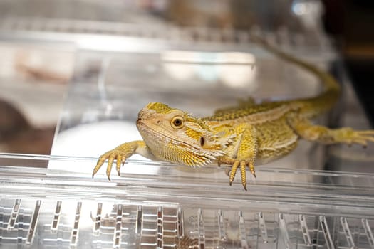 Yellow Albino Iguana on acrylic cabinet. It's a popular pet in Thailand.