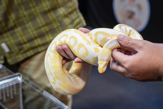 Ball python on people's hand. It's a popular pet in Thailand.